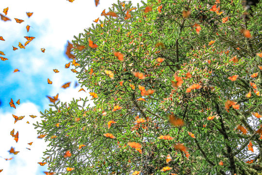 Mariposas volando en el santuario mexicano