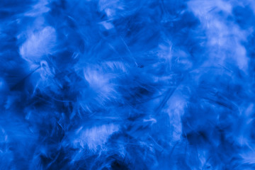 Beautiful abstract colorful purple and blue feathers on black dark background and soft white pink feather texture on white pattern