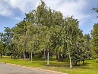 alley with birches and fir trees in the park