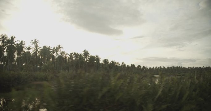 Amazing wetland scenery on the Caribbean island of Trinidad and Tobago