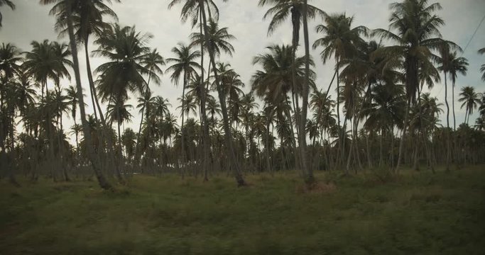 Epic scenery of a coconut estate while driving by located on the Caibbean island of Trinidad and Tobago
