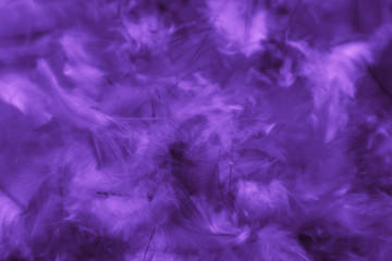 Beautiful abstract colorful blue and purple feathers on black dark background and soft white pink feather texture on white pattern