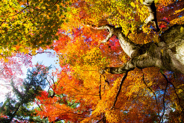 紅葉のある風景