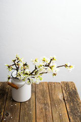 blossoming cherry flower branch at milk canister, old weathered wood table, white wall background