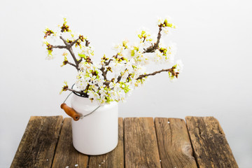 blossoming cherry flower branch at milk canister, old weathered wood table, white wall background