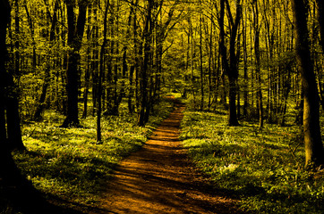 autumn in the forest