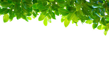 Asian tropical green leaves that isolated on a white background