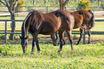 horses grazing on a farm