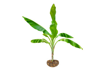 Fototapeta na wymiar Green Young Banana tree isolated on a white background