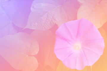 Flower background with a pastel colored for graphic design