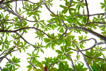 Asian tropical green leaves that isolated on a white background