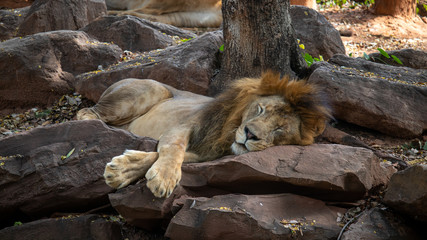 A lion sleeping on the rock 