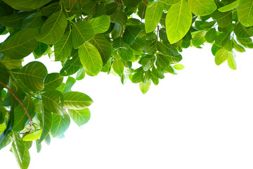 Fototapeta na wymiar Asian tropical green leaves that isolated on a white background