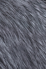 Background Fur silver fox. Close solid texture