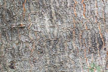 Natural background concept of close up tree trunk image