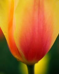 red yellow tulip on green background