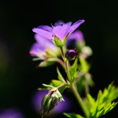 purple flower