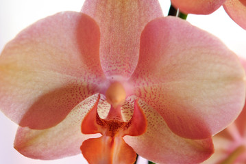 closeup of a pink orchid flower