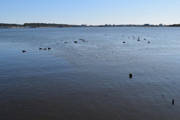 牛久沼（うしくぬま）／ 茨城県の牛久沼は小規模な漁業のほか、その水は主に農業用水として活用されています。また、週末などは多くの釣り人たちで賑わっています。沼に近い牛久市と同じ名前ですが、全域が龍ケ崎市の区域内です。