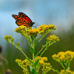 butterfly on flower