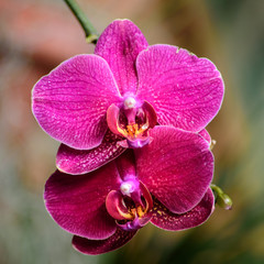 Pink Orchids