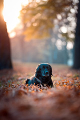 black labrador in autumn