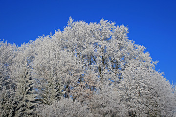 Beautiful landscape with white frozen trees on the first frost in wintertime