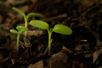 life, young sprouting plant in soil