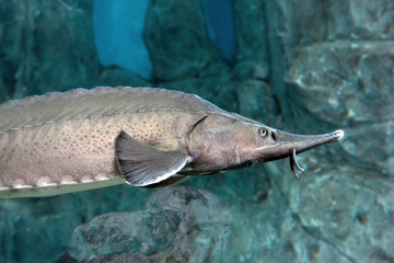Bester fish. Hybrid of sturgeon and sterlet.