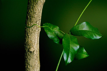 green leaf on tree