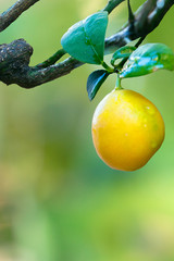 lemon on tree with drops