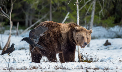 Close up portrait of adult male Brown Bear on a snow-covered swamp in the spring forest. Eurasian brown bear  (Ursus arctos arctos)