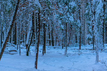 Frozen forest