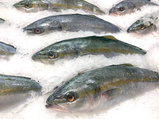 Fresh Yellow tail fish freeze on ice