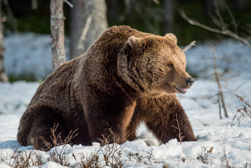 Naklejka premium Close up portrait of adult male Brown Bear on a snow-covered swamp in the spring forest. Eurasian brown bear (Ursus arctos arctos)