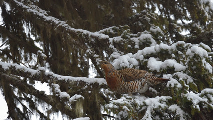 Female western capercaillie in snow / Western capercaillie