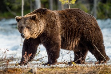 Close up portrait of adult male Brown Bear on a snow-covered swamp in the spring forest. Eurasian...