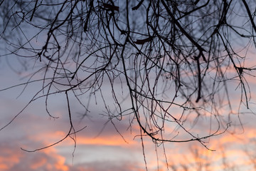 Fototapeta na wymiar Silhouettes of tree branches at dawn. Sun. Nature sunrise. Trees silhouettes on sunrise background. Silhouettes of trees in the morning mood. silhouettes of bare winter branches