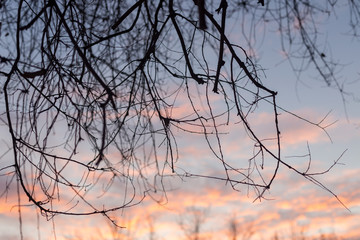 Fototapeta na wymiar Silhouettes of tree branches at dawn. Sun. Nature sunrise. Trees silhouettes on sunrise background. Silhouettes of trees in the morning mood. silhouettes of bare winter branches