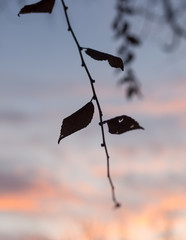 Silhouettes of tree branches at dawn. Sun. Nature sunrise. Trees silhouettes on sunrise background. Silhouettes of trees in the morning mood. silhouettes of bare winter branches