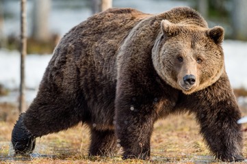 Close up portrait of adult male Brown Bear on a snow-covered swamp in the spring forest. Eurasian brown bear  (Ursus arctos arctos)