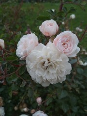 Beautiful light pink and white roses