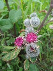 beautiful purple flower with a small ball with thorns and green leaves
