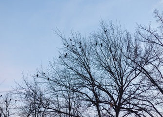 Leafless tree branches against the backdrop of the autumn sky. High on the branches of a nest is a raven. An early cloudy morning.