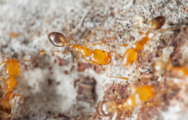 Macro Photo of Group of Tiny Ants Running on a Wall