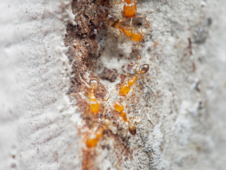 Macro Photo of Group of Tiny Ants Running on a Wall