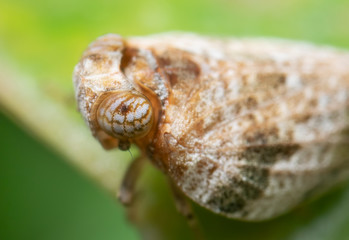 Macro Photo of Planthopper on Green Leaf , Selective Focus