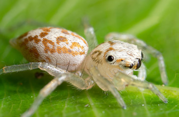 Macro Photo of Tiny White Jumping spider with Prey on Green Leaf