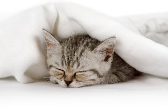 Cute little kitten sleeping covered with blanket