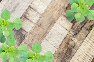 Green leaves on the wooden floor, white background